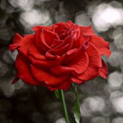 羰⾳ͷͼƬ,жǻԼƵĻ_www.fzl9.com