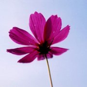ŷӾЧFZLͷ,ǮܽûǮֻܽ͡_www.fzl9.com