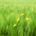 2012FZL⾳ͷͼƬٶĸпҲᶮúܶ_www.fzl9.com