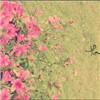 ÿķͷͼƬ,еļƻȫ_www.fzl9.com
