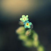 2011ΨͼƬͷ,ǰеĶϣиԼĺ_www.fzl9.com